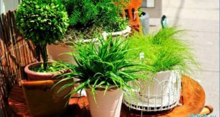 Какие конкретно комнатные растения нужны для здоровья