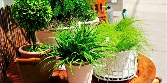 Какие конкретно комнатные растения нужны для здоровья