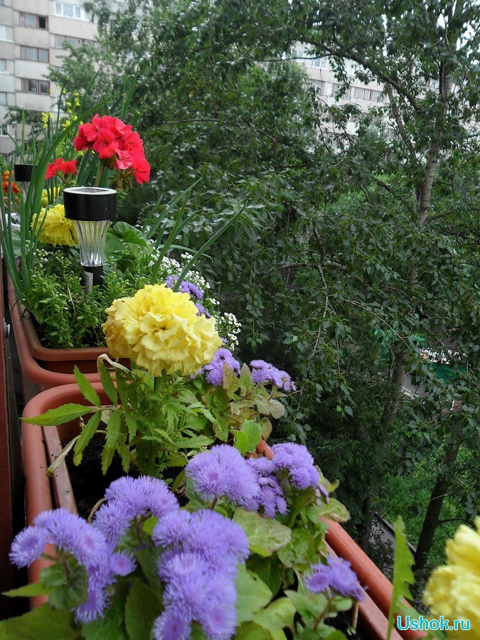 Какими цветами украсить балконный цветник