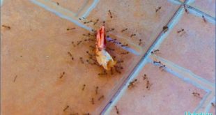 Как избавиться от домашних муравьев в квартире