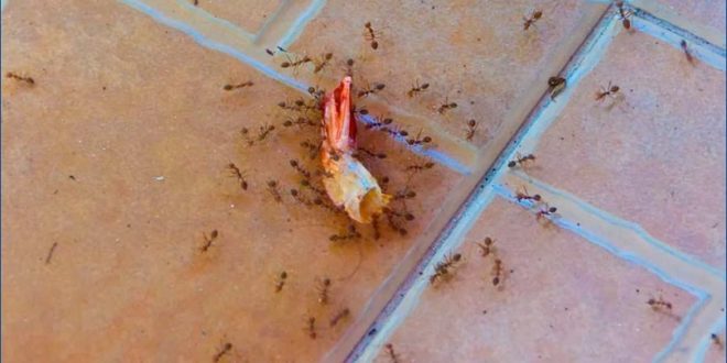 Как избавиться от домашних муравьев в квартире