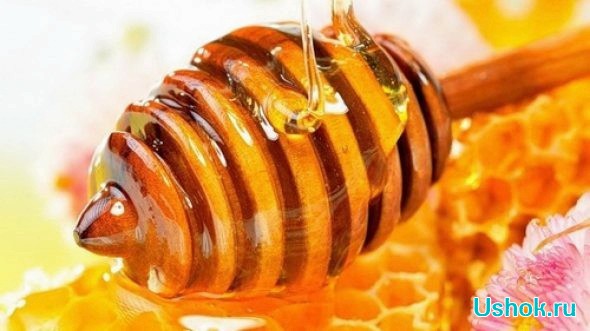 Наш любимый мёд и его полезные свойства