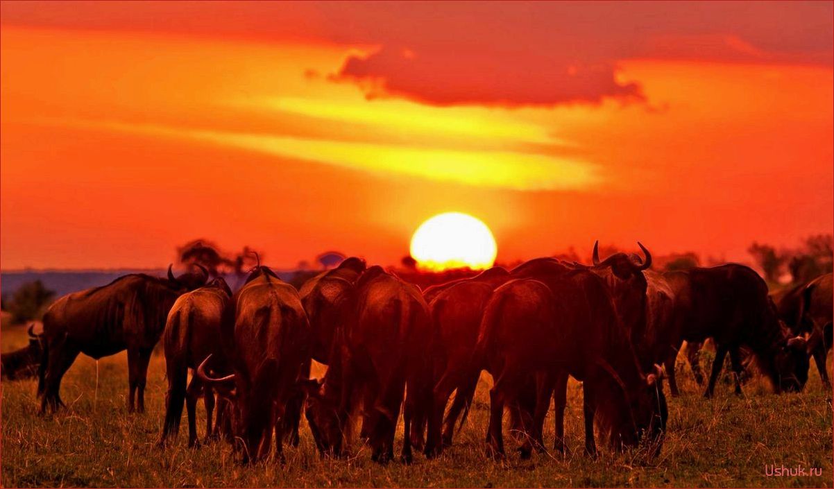 Масаи Мара, Кения — место, где воплощаются мечты о захватывающих приключениях, потрясающих пейзажах и неповторимом культурном опыте!